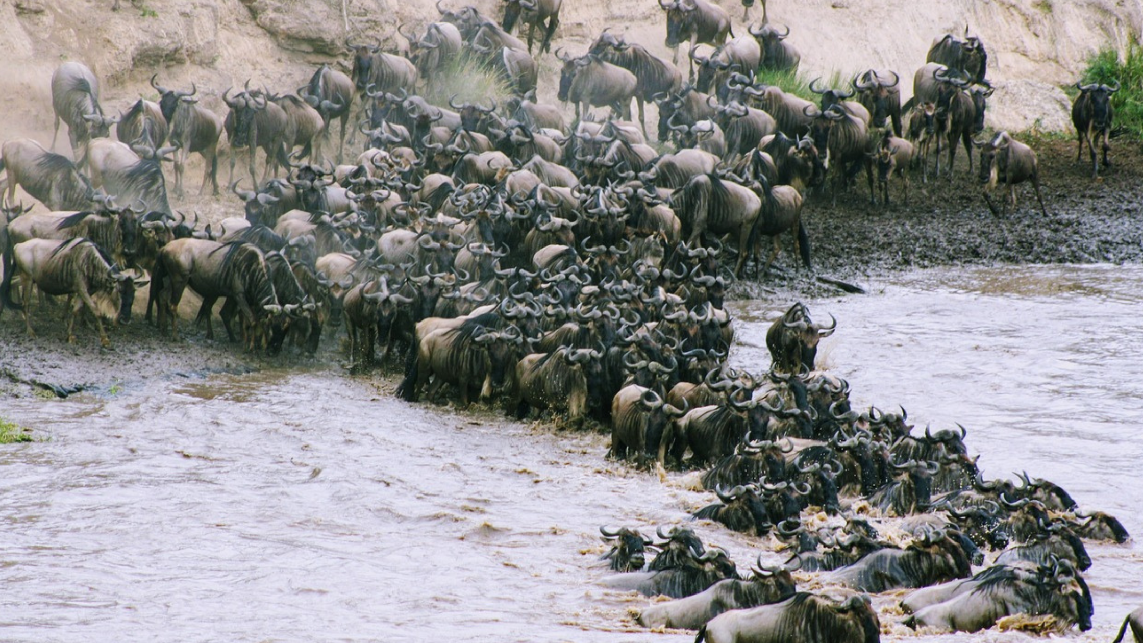 Kenya Masai Mara Safari Packages