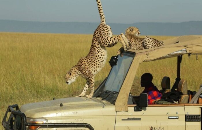 Coalition of cheetah brothers scanning the plains in the Maasai Mara during a 13-Day Grand Kenya Safari