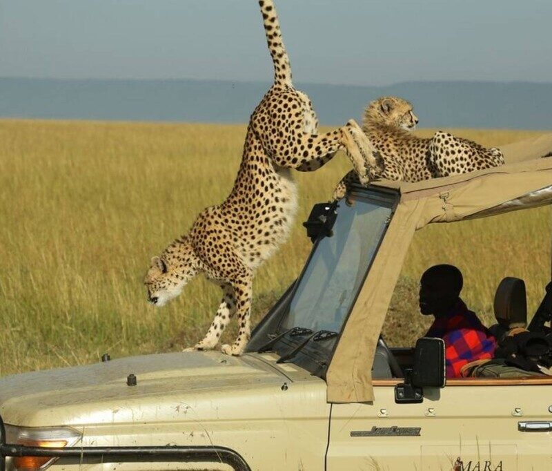 Coalition of cheetah brothers scanning the plains in the Maasai Mara during a 13-Day Grand Kenya Safari