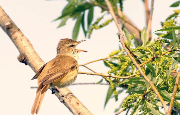 Bright yellow Papyrus Yellow Warbler perched on a reed during a Kenya Birding Safari.