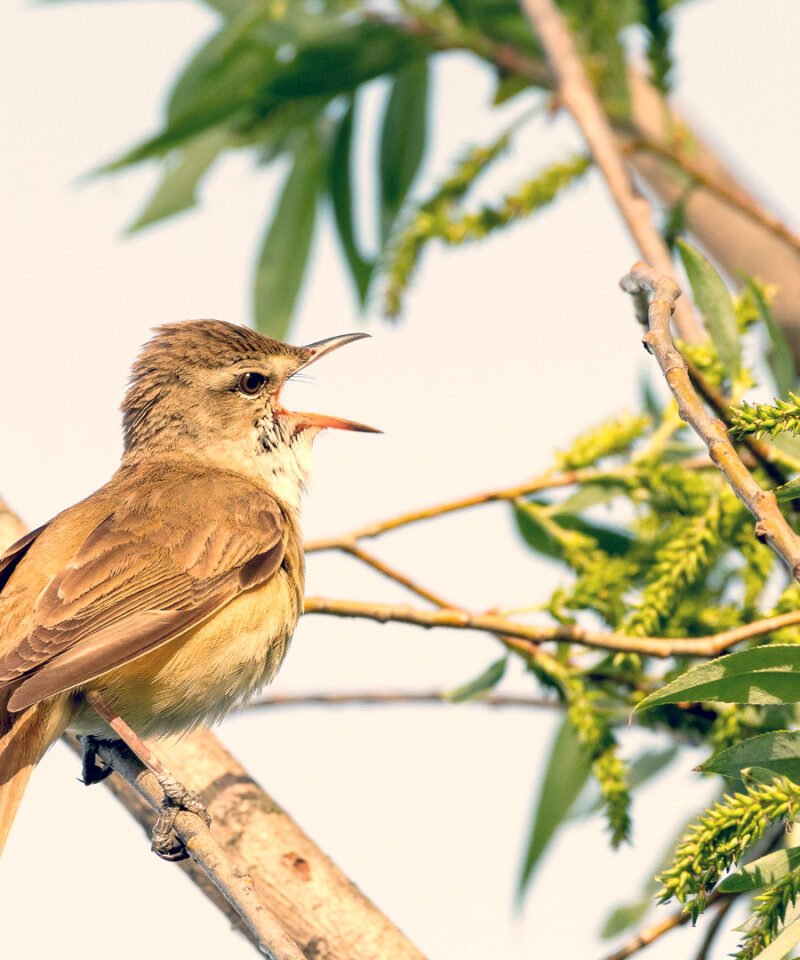 Bright yellow Papyrus Yellow Warbler perched on a reed during a Kenya Birding Safari.