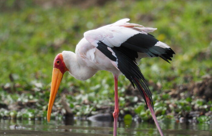 Yellow-billed Stork wading in the shallow waters during a 5-Day Kenya Birdwatching Safari in the Great Rift Valley.