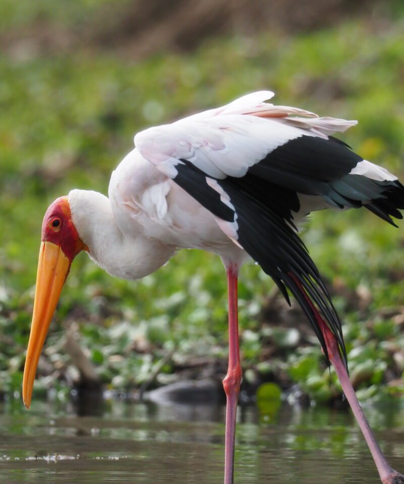 Yellow-billed Stork wading in the shallow waters during a 5-Day Kenya Birdwatching Safari in the Great Rift Valley.