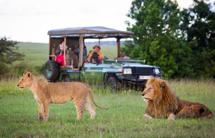 Male lion walking near a safari tourist vehicle in the Maasai Mara during an 8-Day Classic Kenya Safari.