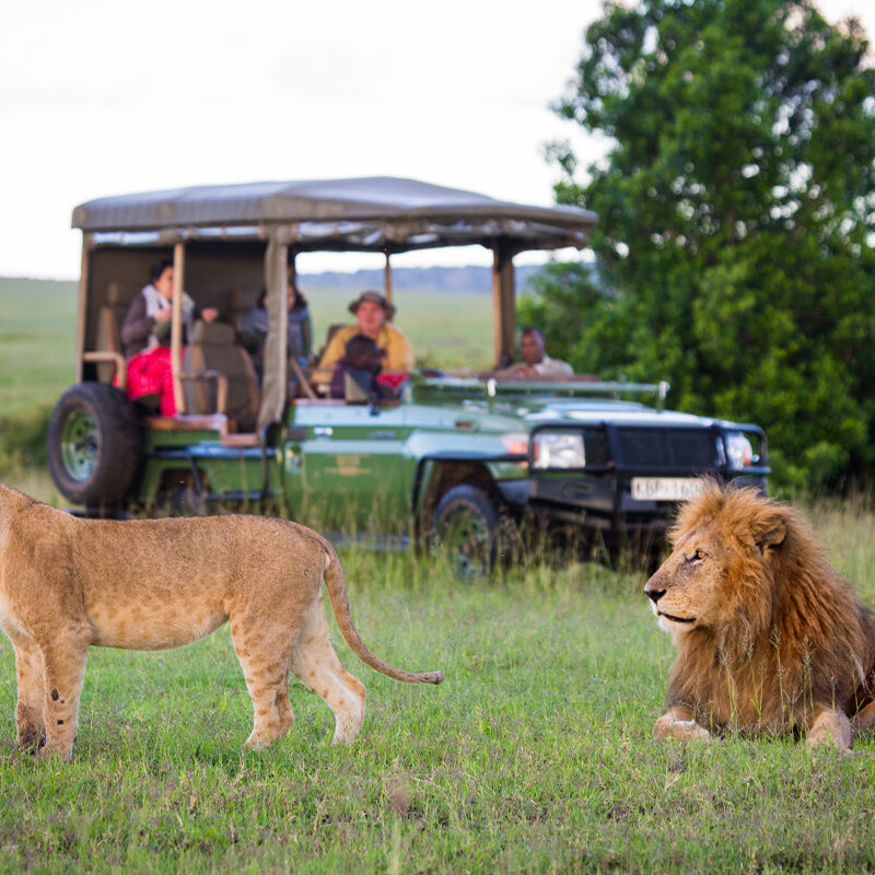 Male lion walking near a safari tourist vehicle in the Maasai Mara during an 8-Day Classic Kenya Safari.