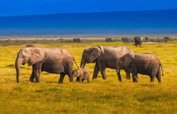 Family of elephants walking through the grasslands during a 12-Day Kenya Wildlife Safari