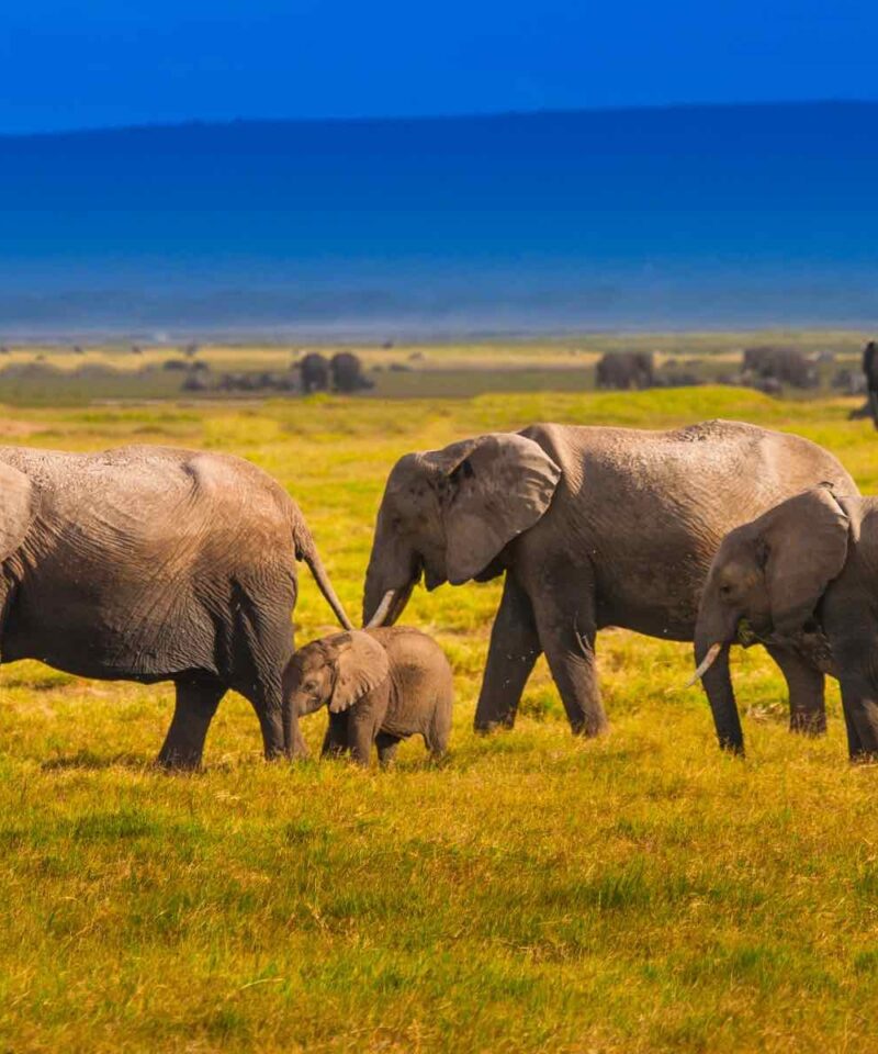 Family of elephants walking through the grasslands during a 12-Day Kenya Wildlife Safari
