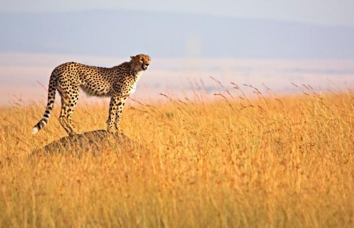Cheetah standing on a raised mound in Kenyas maasai mara savannah during a safari.