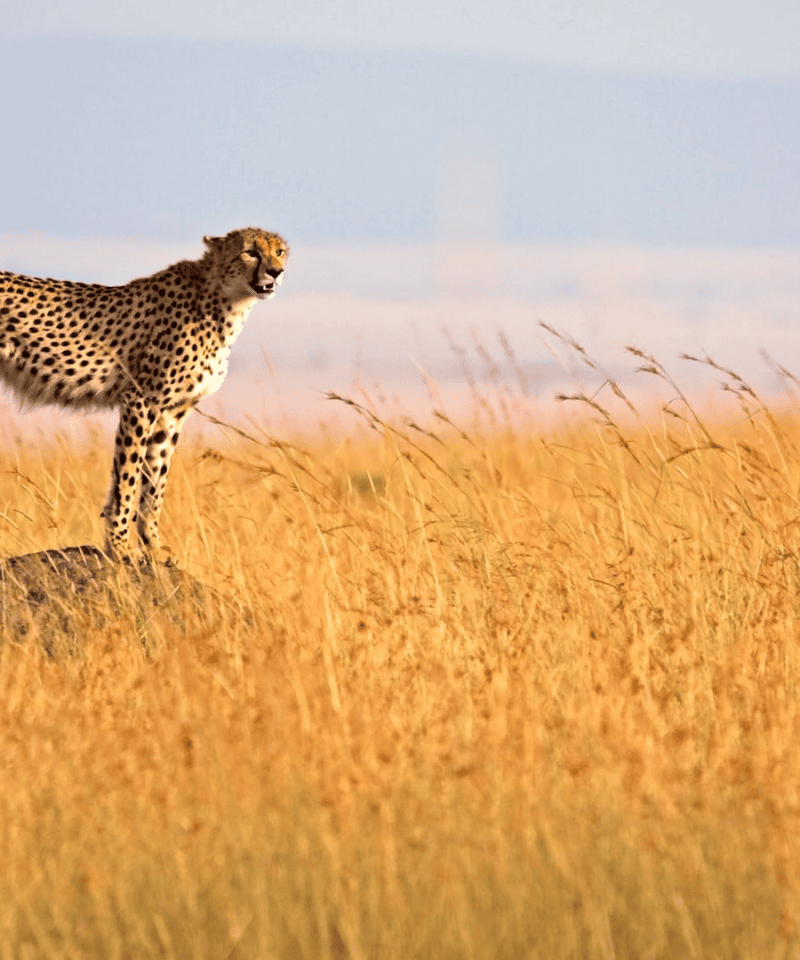Cheetah standing on a raised mound in Kenyas maasai mara savannah during a safari.