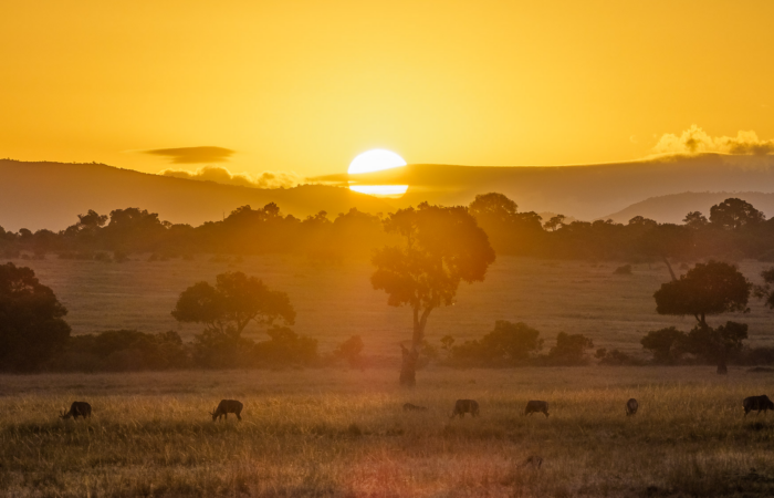 Sunset over the Kenyan savannah with scattered acacia trees.