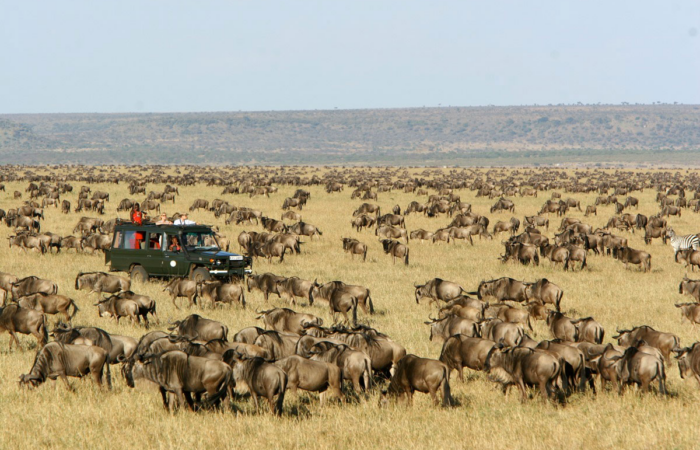 safari