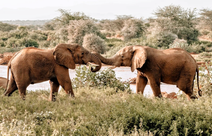 8 Days Maasai Mara Safari wildlife