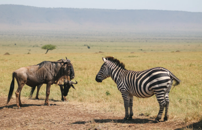 Zebra and wild beast together in Samburu National Reserve, Kenya safari wildlife scene
