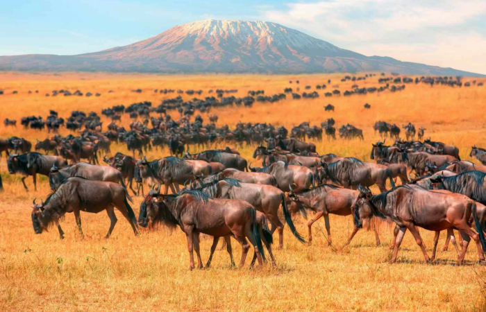 Herd of wildebeest grazing in the golden savannah with snow-capped Mount Kilimanjaro in the background at Amboseli National Park.