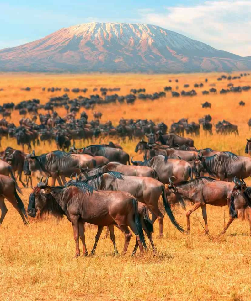 Herd of wildebeest grazing in the golden savannah with snow-capped Mount Kilimanjaro in the background at Amboseli National Park.