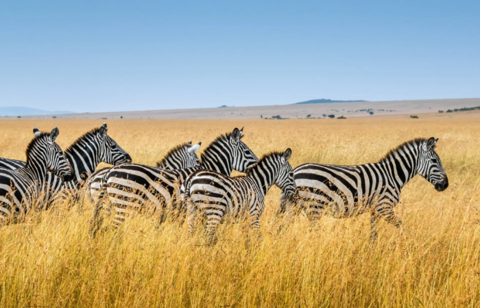 Herd of Grevy's zebras grazing in the golden grasslands of Meru National Park, Kenya.