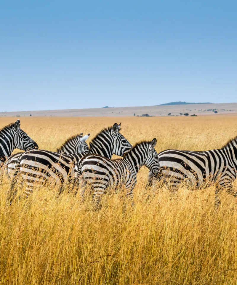 Herd of Grevy's zebras grazing in the golden grasslands of Meru National Park, Kenya.