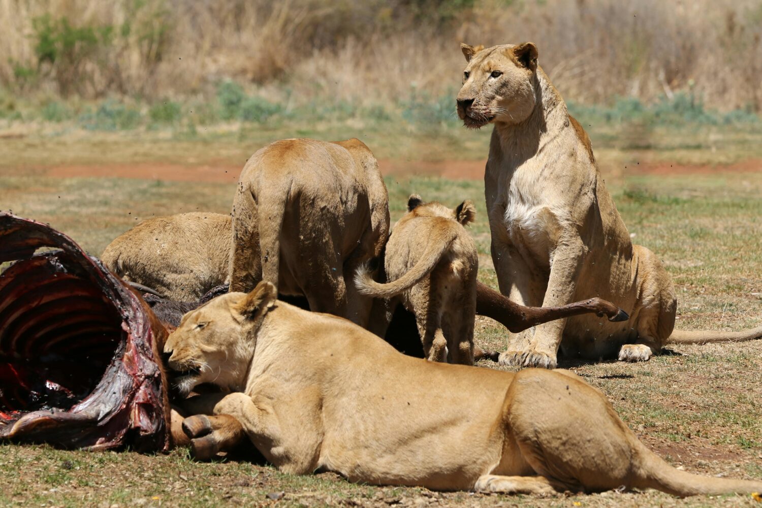 Pride of lions feeding on a kill in the Maasai Mara National Reserve during 3 Days Maasai Mara Safari .