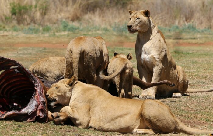 Pride of lions feeding on a kill in the Maasai Mara National Reserve during 3 Days Maasai Mara Safari .