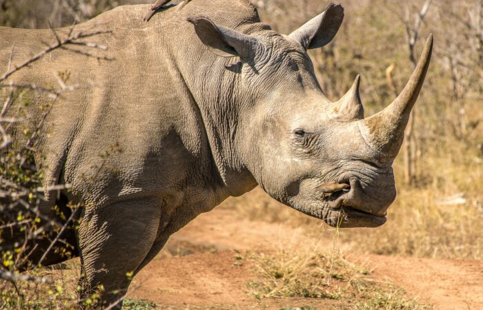 Endangered rhino grazing with oxpecker birds on its back in Tsavo West National Park, Kenya.