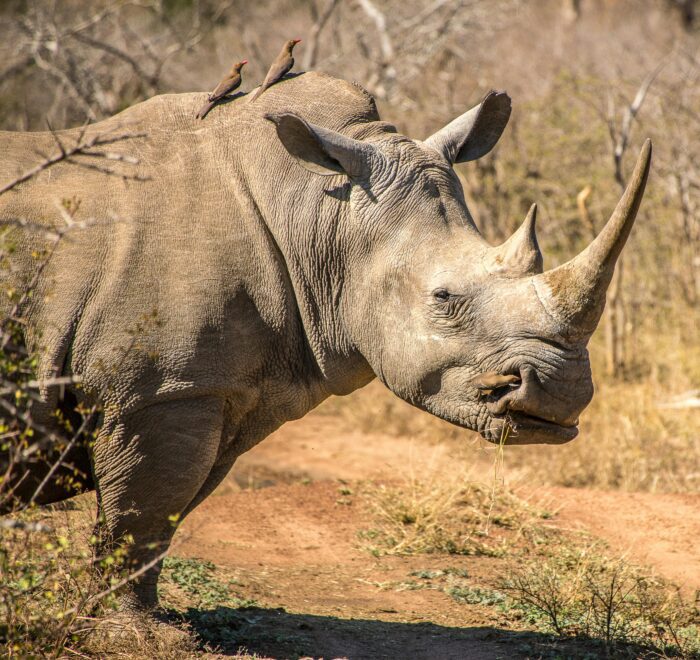 Endangered rhino grazing with oxpecker birds on its back in Tsavo West National Park, Kenya.