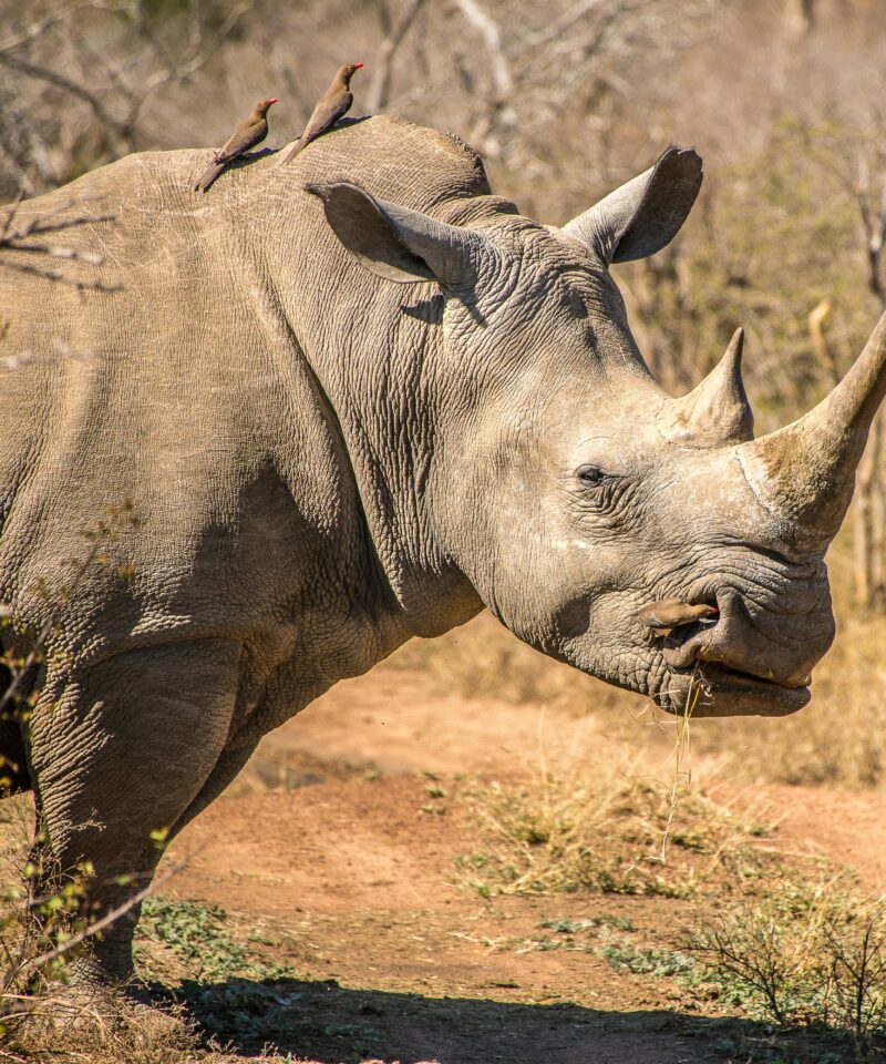Endangered rhino grazing with oxpecker birds on its back in Tsavo West National Park, Kenya.