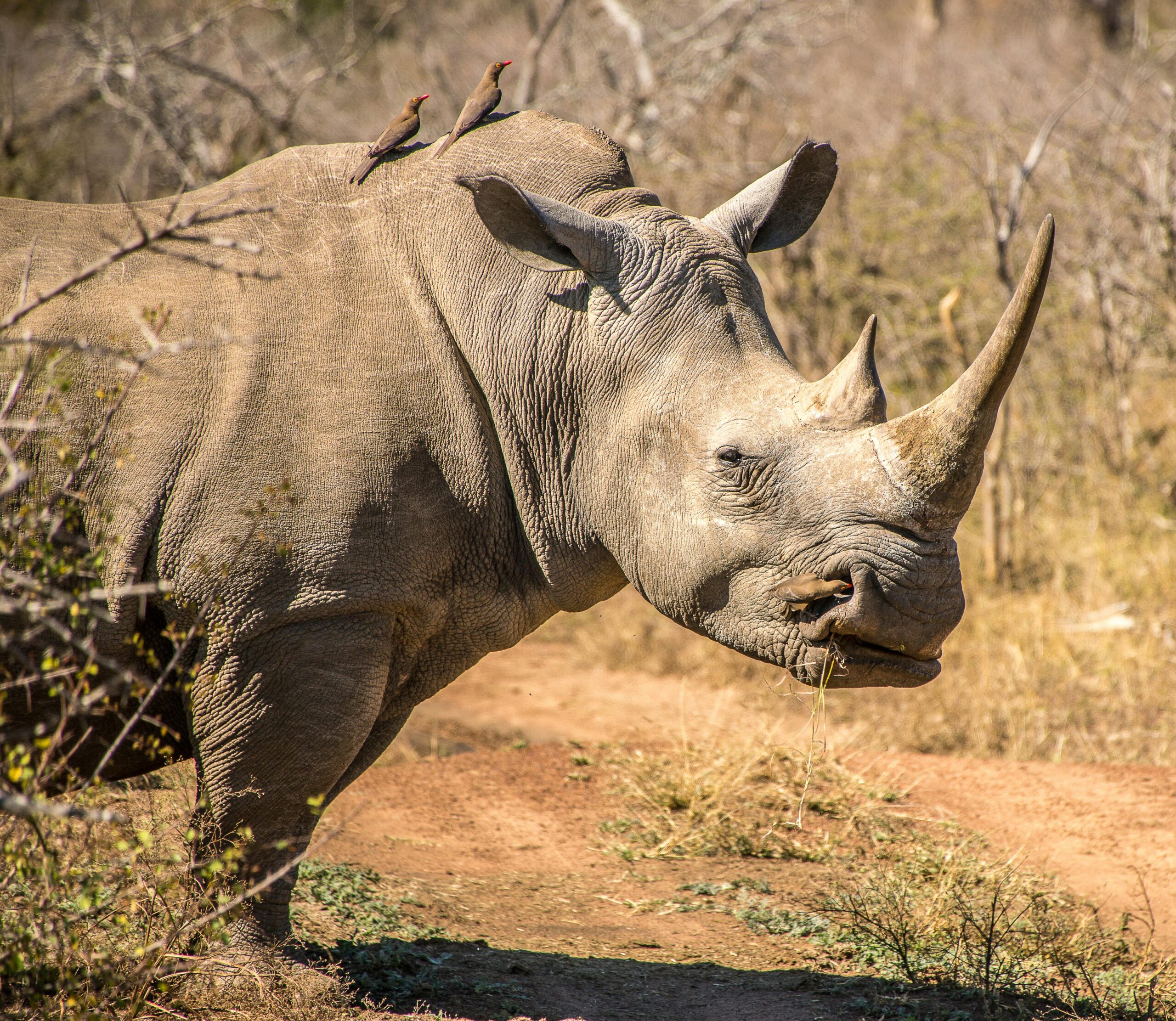 Endangered rhino grazing with oxpecker birds on its back in Tsavo West National Park, Kenya.