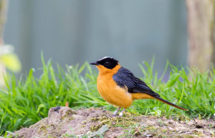 Snowy-crowned Robin-Chat perched on the ground during a 9-Day Kenya Birding Safari.