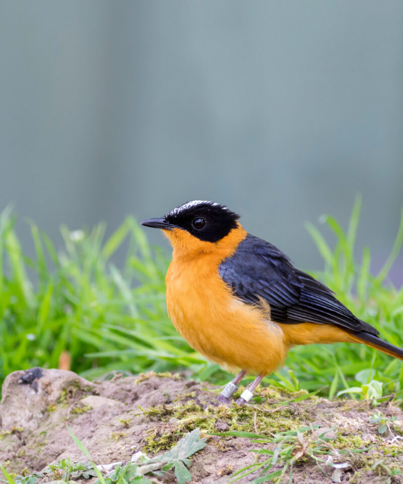 Snowy-crowned Robin-Chat perched on the ground during a 9-Day Kenya Birding Safari.
