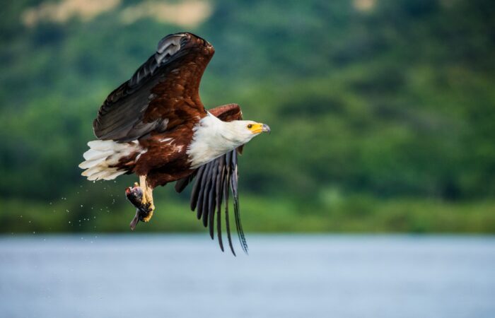 African Fish Eagle swooping down to catch a fish in the water during a 7 Days Kenya Birdwatching Safari.