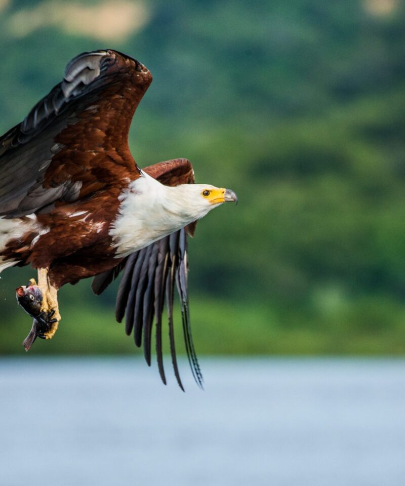African Fish Eagle swooping down to catch a fish in the water during a 7 Days Kenya Birdwatching Safari.