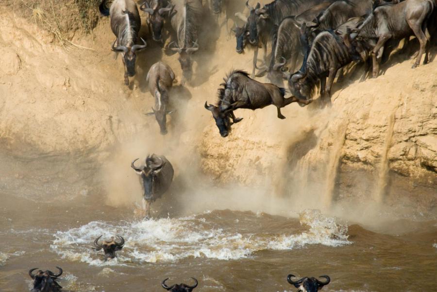 Great Migration in Kenya 2026: When to See Mara Crossings 1 Mara River crossing