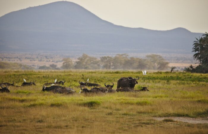 samburu