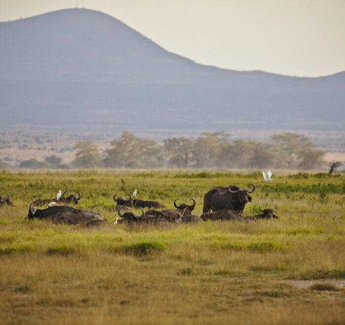 samburu