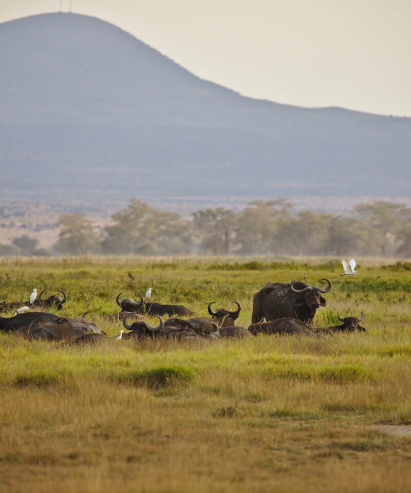 samburu