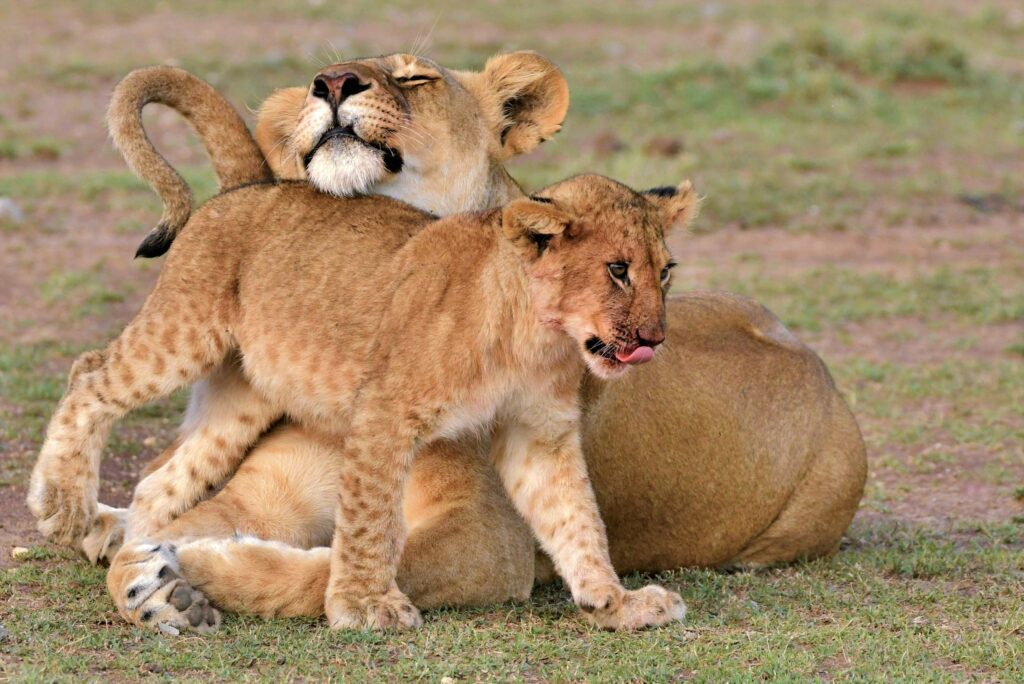 Hidden Safari Gems in Kenya You’ve Never Heard Of 1 catherine merlin NYHXFQLrPVw unsplash