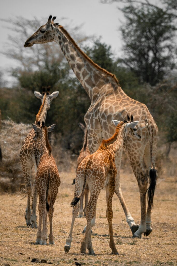 Hidden Safari Gems in Kenya You’ve Never Heard Of 2 tim bruder 4O8qs93iiFk unsplash