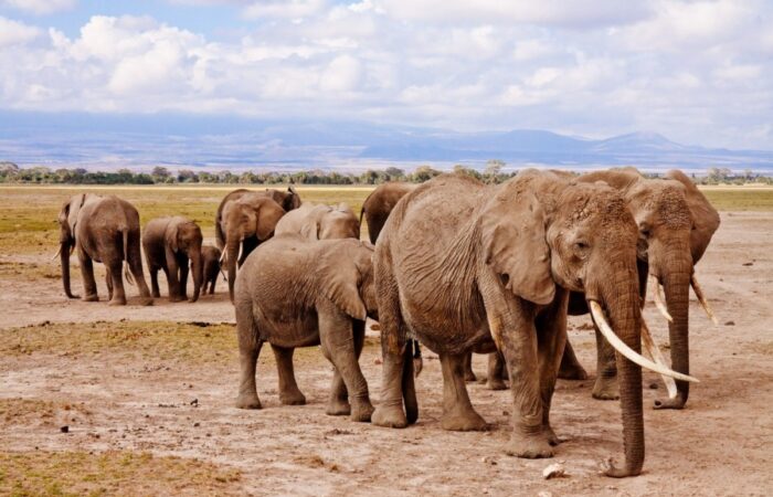 Herd of elephants walking across the plains of Amboseli National Park with Mount Kilimanjaro in the background during a Kenya wildlife safari