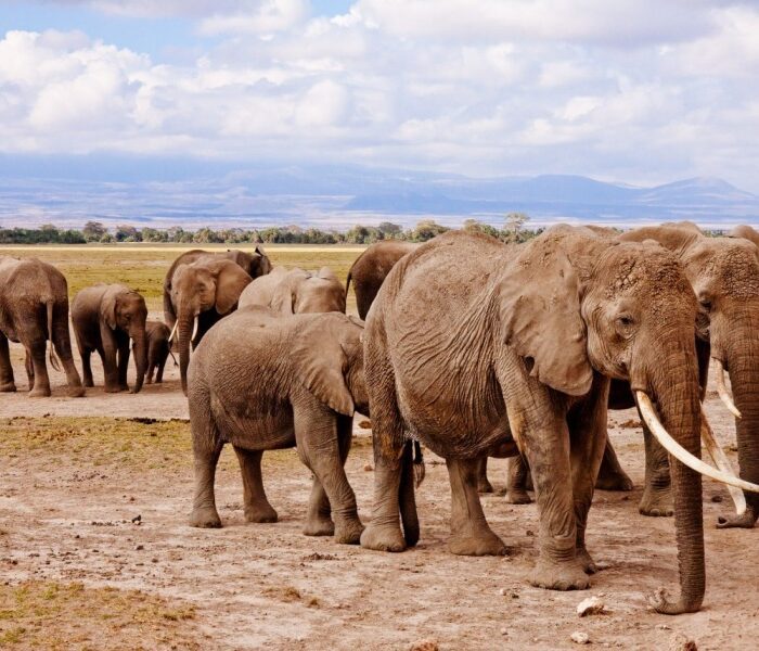 Herd of elephants walking across the plains of Amboseli National Park with Mount Kilimanjaro in the background during a Kenya wildlife safari