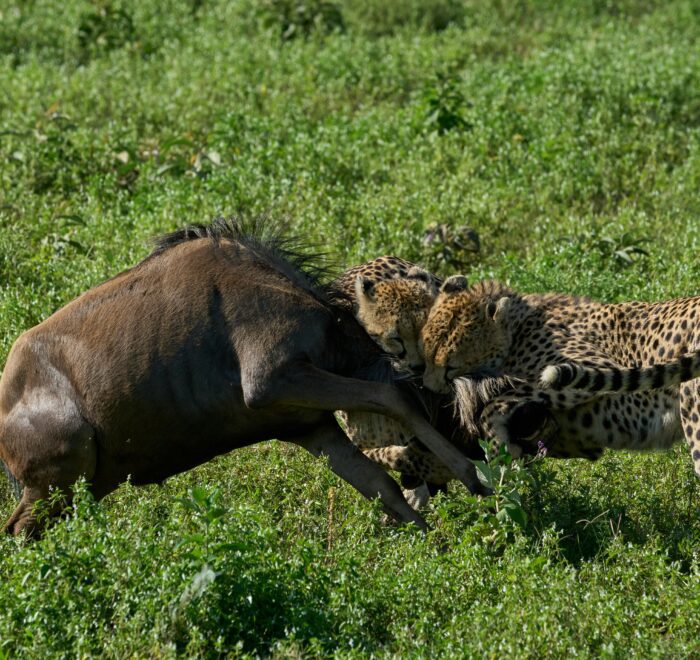 Tourists on a 6-day luxury safari tour viewing wildlife across the Maasai Mara, Serengeti, and Ngorongoro Crater