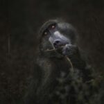 Olive baboon chewing a stem in dark forest undergrowth