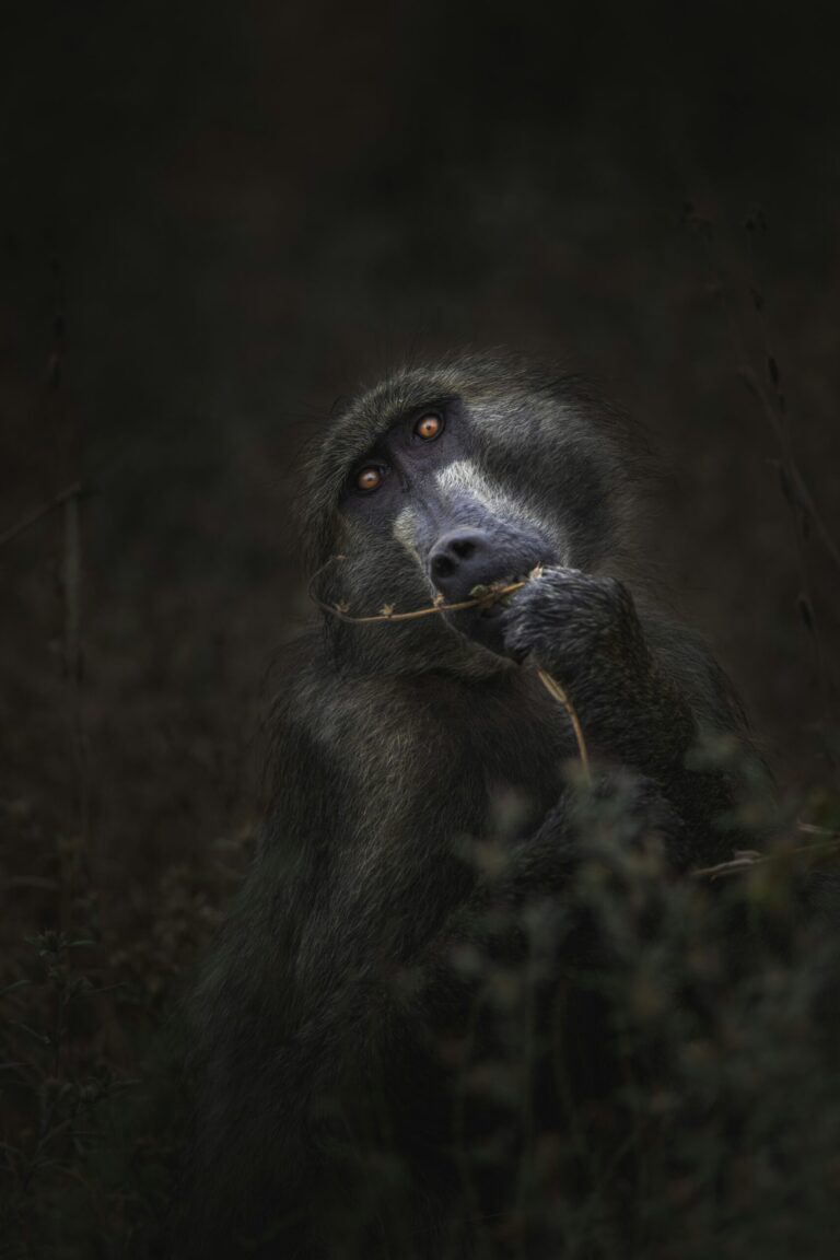 Primates in Kenya: Monkeys, Baboons, Colobus and Where to See Them