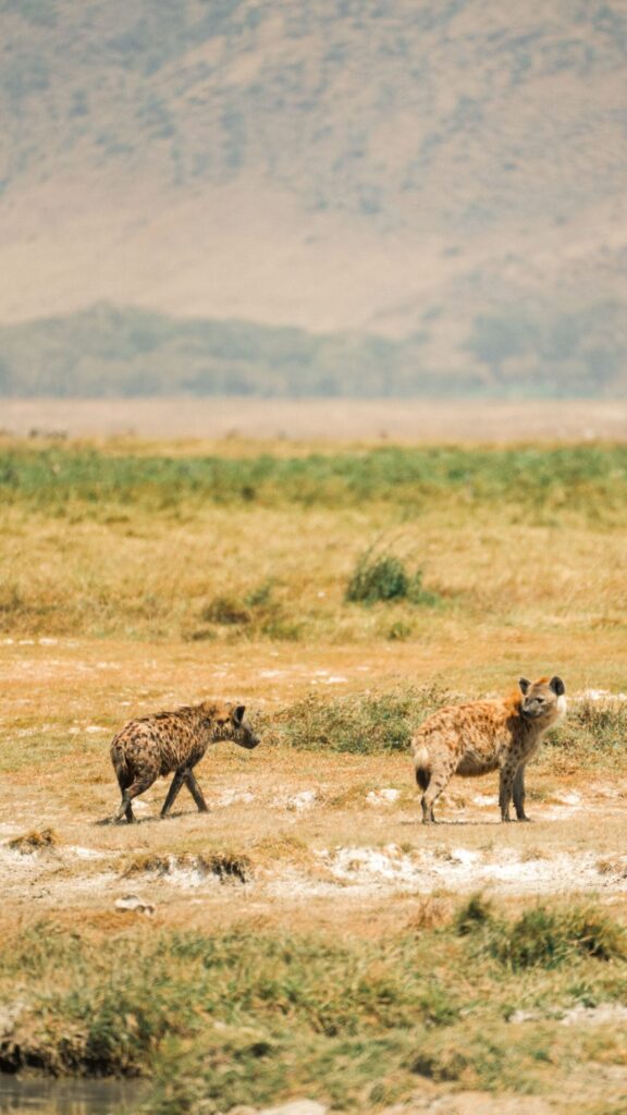 Two spotted hyenas on the savanna - 2 Day Masai Mara Safari