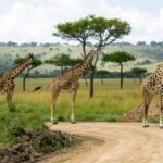 Masai giraffes standing beside a dirt track on a Kenya safari