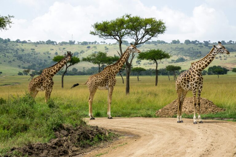 Kenya Wildlife Census 2025: Elephants Are Up, Cheetahs and Wild Dogs Are Down