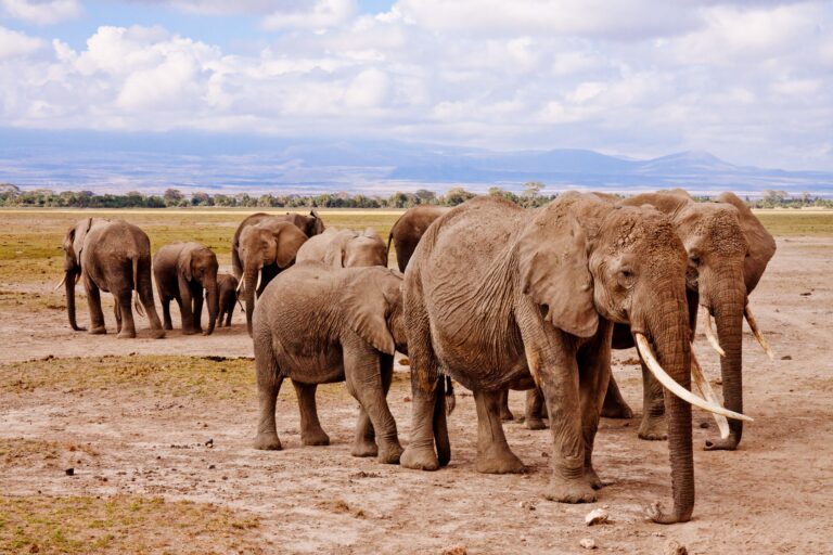 Lake Nakuru National Park: Rhinos, Flamingos and Rift Valley Views