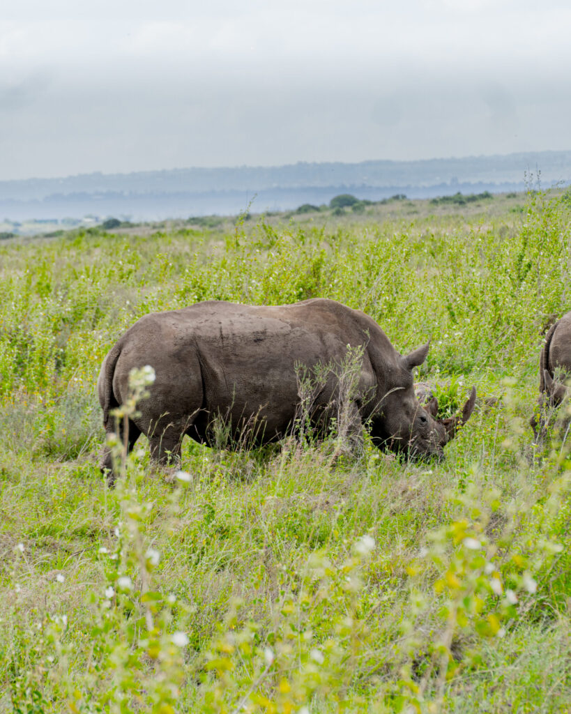 Black rhino grazing in the grass