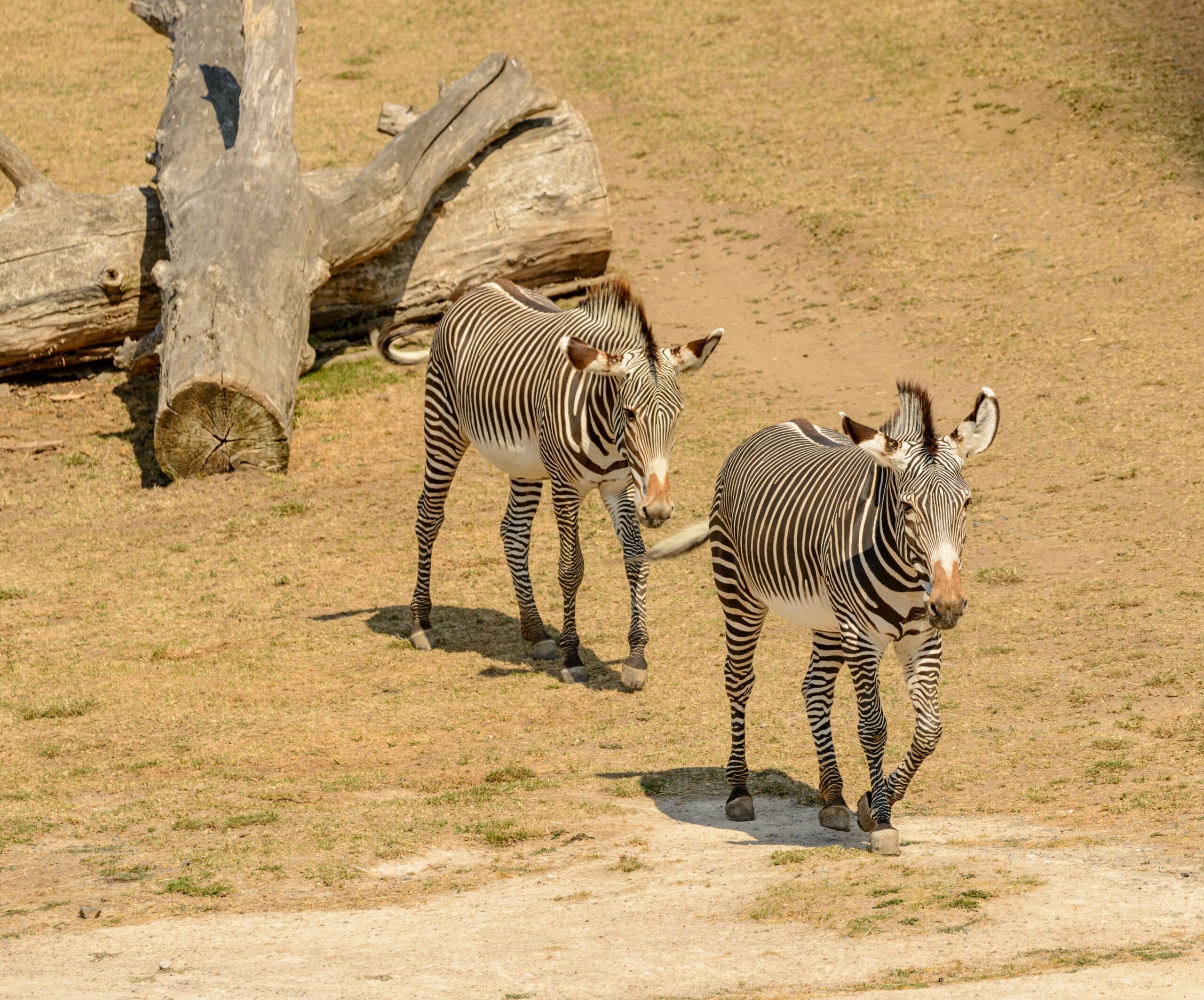 8 Days Kenya Safari: Samburu, Lake Nakuru, Masai Mara, Naivasha & Amboseli