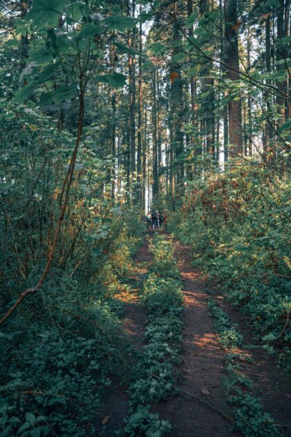 Kakamega forest - 6 Days Kakamega Forest Safari