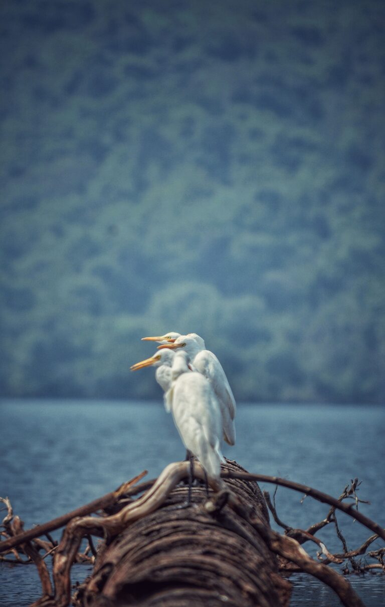 Lake Baringo